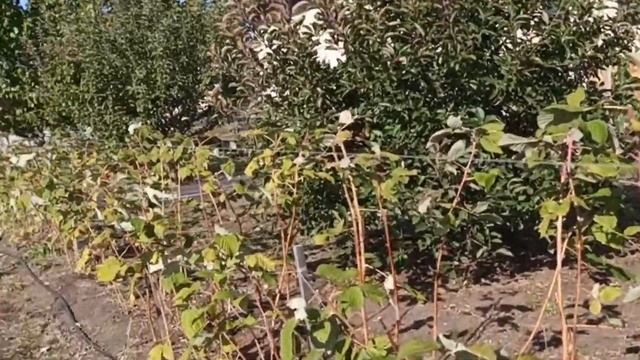 Освещение с гармонией