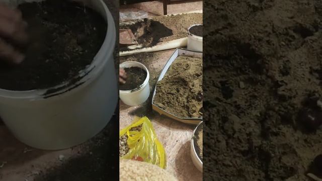 Посадка каштана! смотреть онлайн