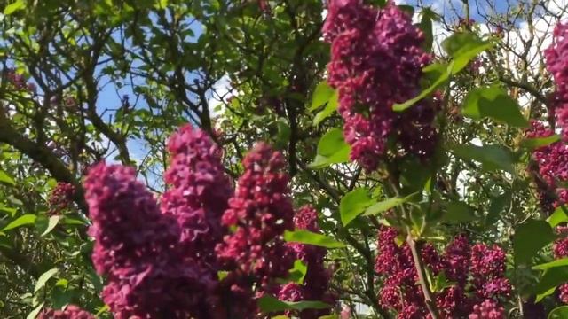 Майские стихи... Красивая песня под гитару. смотреть онлайн