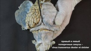 оболочки головного мозга домашних животных