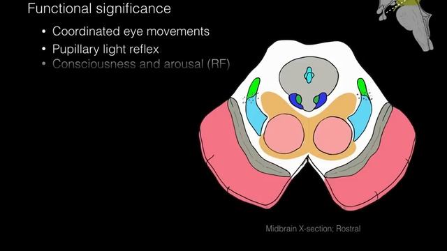 Foundational features of the brainstem смотреть онлайн