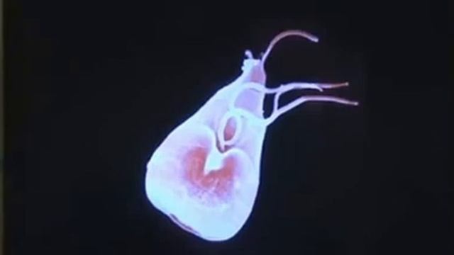 Про Лямблии и Лямблиоз