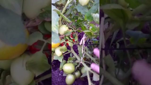 Урожайный томат "Новичок" смотреть онлайн