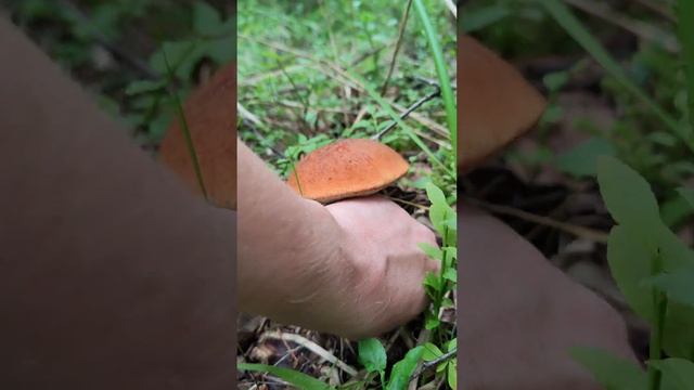 Подосиновик (осиновик ,обабок ) красный .Leccinum aurantiacum . смотреть онлайн