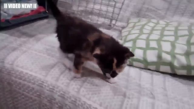 Забавные кошки и котята мяуканье Сборник - 2016 NEW смотреть онлайн