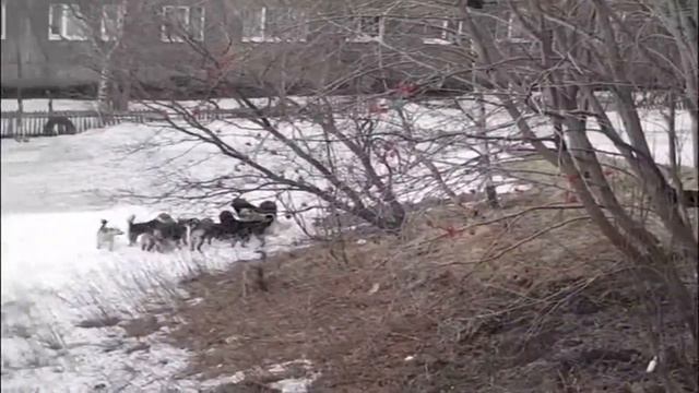 Хибины.com: стая собак на Новом Плато в Мурманске смотреть онлайн