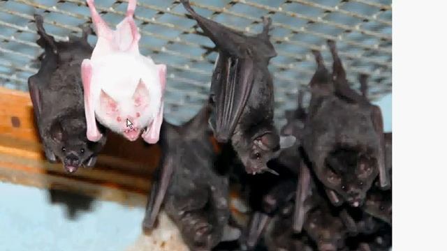 Листоносы смотреть онлайн