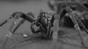 10 Самых Опасных Монстров Амазонки!