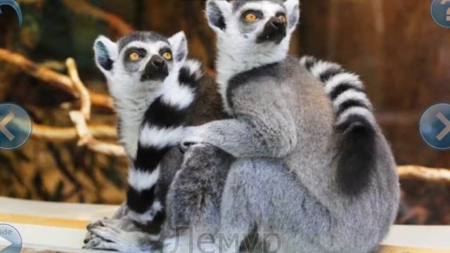 Животные Африки