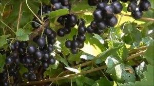 ЧЕРНЫЙ БУМЕР -  сорт смородины с высокой устойчивостью к болезням и к  неблагоприятным условиям.