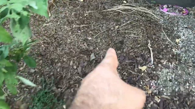 Backyard Food Forest Tour - Garden Tour (Summer)