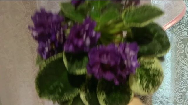 Пышное цветение фиалок!!! Сорт ЛЕ- Визит. Видеообзор. смотреть онлайн