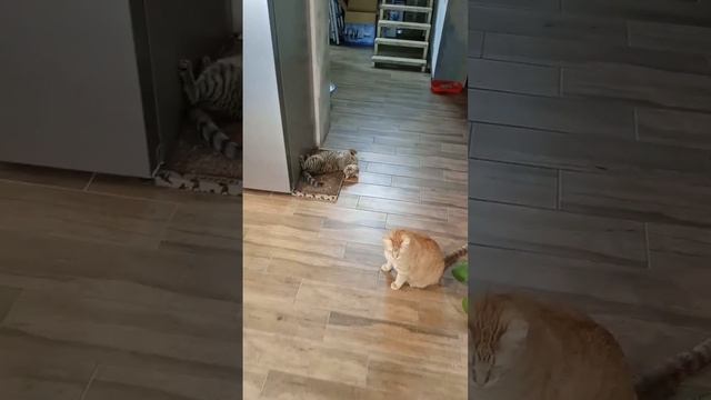 Невероятный кайф!? смотреть онлайн