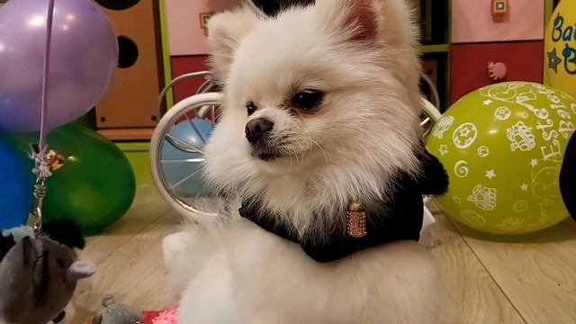 У собачки ? Пушка, ДЕНЬ РОЖДЕНИЯ! МНОГО подарков, игрушек для собак! Happy Birthday!? Белый Шпиц! ? смотреть онлайн