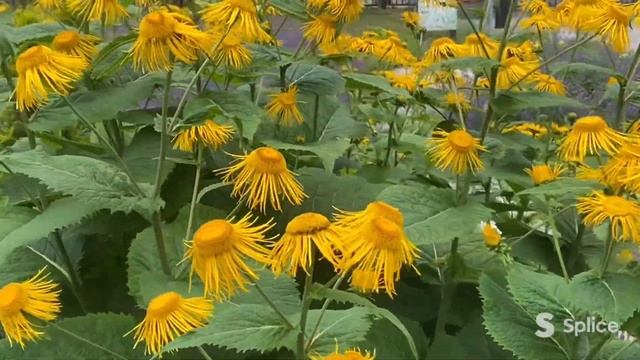 Если вас не излечил...девясил! смотреть онлайн