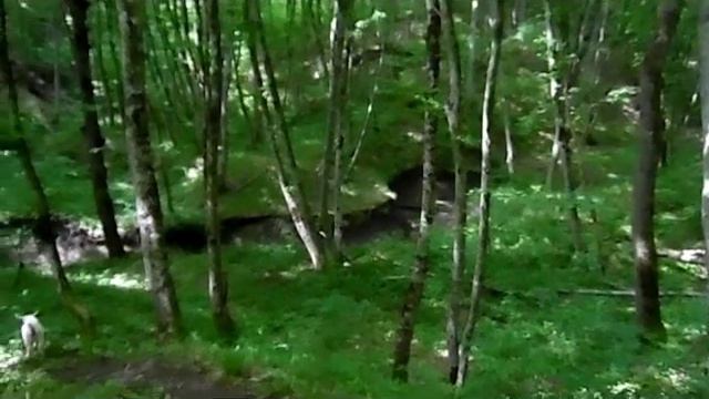 Семейный отдых Поход в лес смотреть онлайн