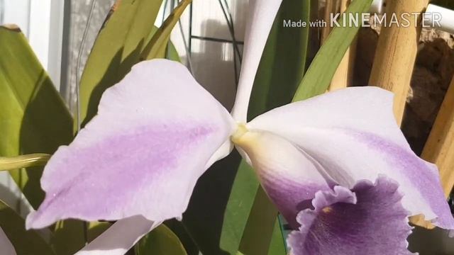 Цветение каттлеи cattleya harrisoniana и lc CG Roebling 'Blue Indigo ' смотреть онлайн
