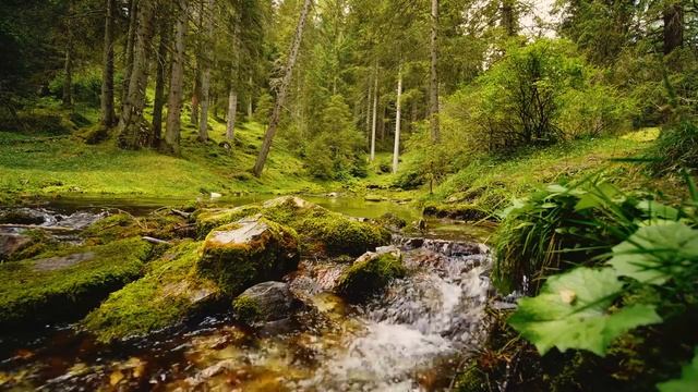 Лесной ручей и пение птиц в лесу для сна и отдыха. Релаксация и медитация под звуки леса и воды. смотреть онлайн