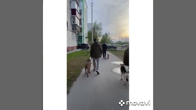 Кинолог, Хендлер, Дрессировка собак - Сургут. Смотри описание к видео? смотреть онлайн