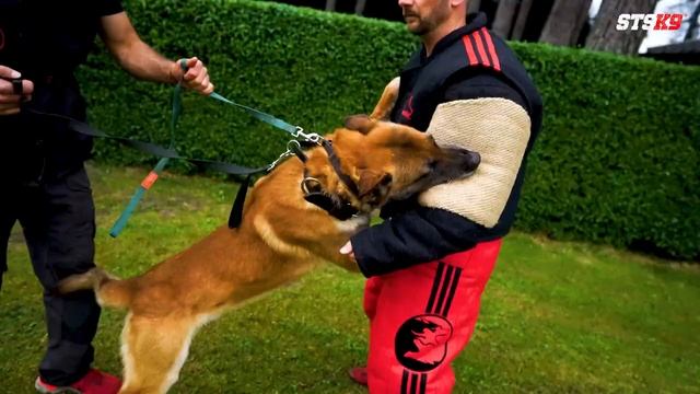 Become a Master Dog Trainer! at STSK9! Join Us! #stsk9 смотреть онлайн