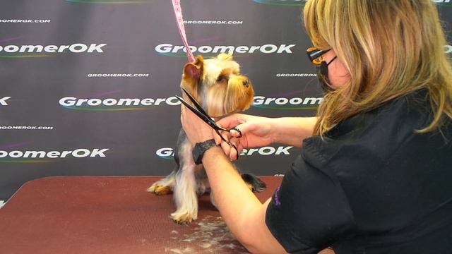 How To Grooming Yorkie? Yorkie Face Groom.