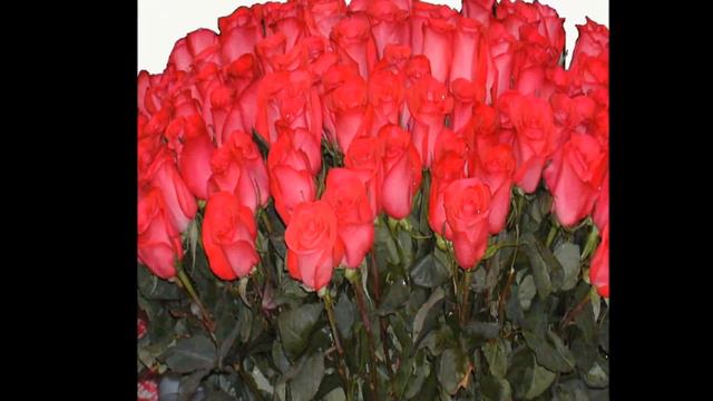 с днем рожденья дорогая подружка смотреть онлайн