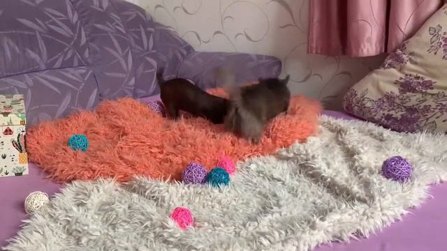 мини шокол девочка, и мини голубой окоас мальчик-8 мес, в продаже из домика азалии смотреть онлайн