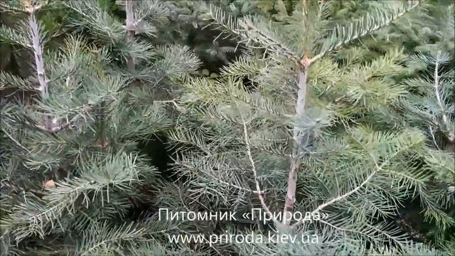 Питомник Природа Пихта одноцветная смотреть онлайн