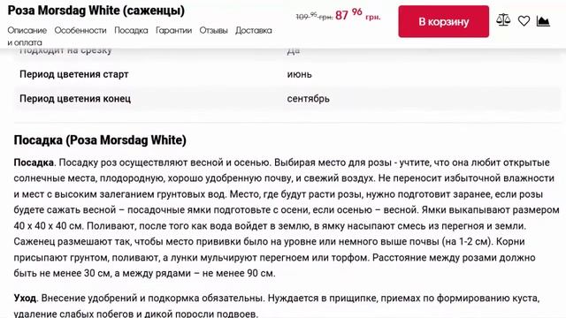 Роза Morsdag White саженцы смотреть онлайн