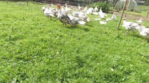 "Оптимизируем" хозяйство! Разведение индюков и индеек в ЛПХ