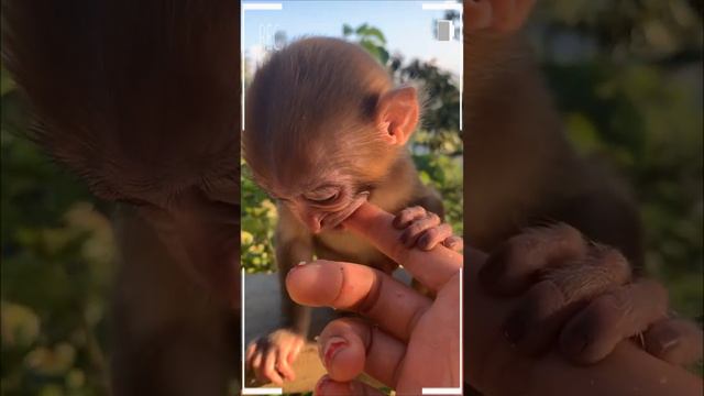 The Best of Monkey Videos - A Funny Eating Monkeys Compilation Ep195 смотреть онлайн