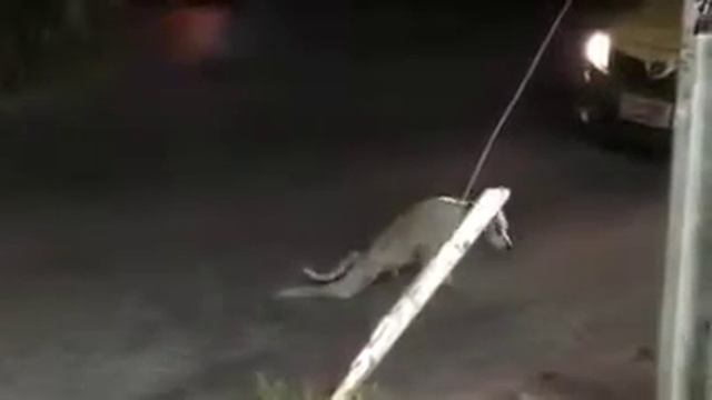 Бедная собака. смотреть онлайн