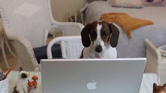 Top Dog Trainer in Georgia смотреть онлайн