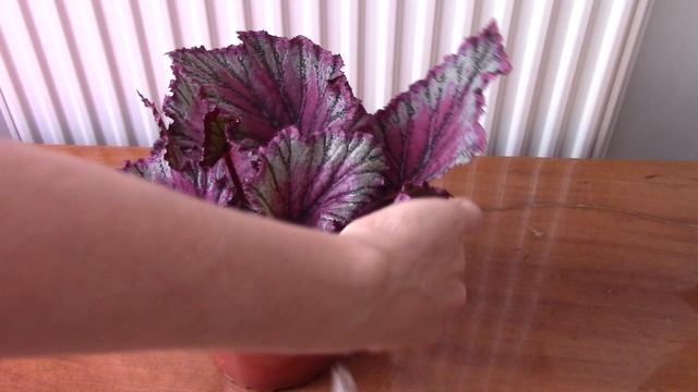 How To Grow And Care Of Begonia Rex. Indoor CARE Guide/Propagation From A Part Of A Leave