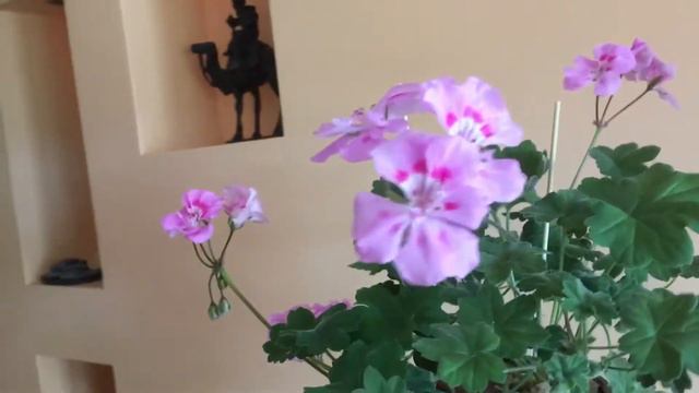 Pelargonija U Gamajun смотреть онлайн