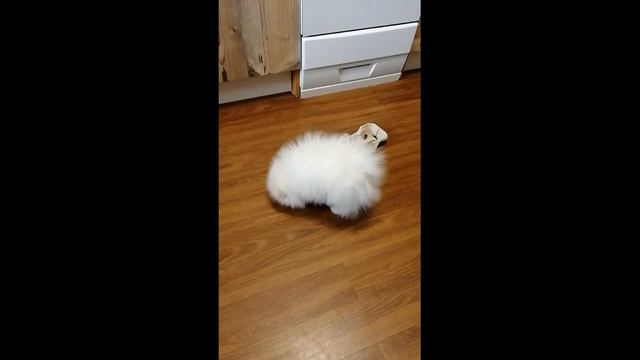 Ватсон сердится на коробочку смотреть онлайн
