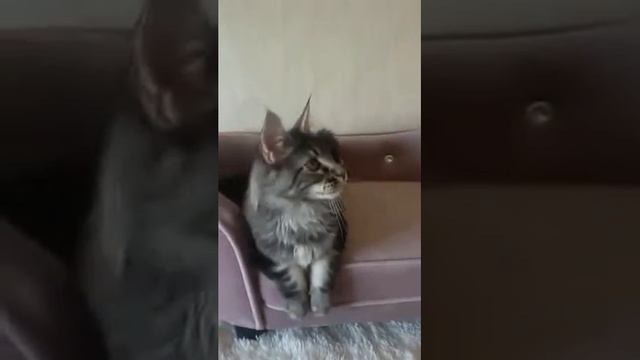 Reino Felino Iberis (Иберис) смотреть онлайн