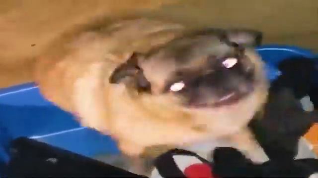 МОПС ТАНЦУЕТ НА ПРОТЯЖЕНИИ 10 МИНУТ смотреть онлайн