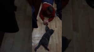 Пьяный муж пришёл домой (хозяин и кот)
