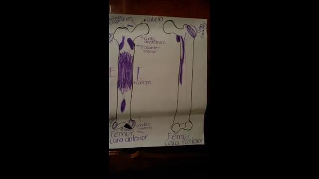ANATOMÍA etmoides, fémur y costillas ( Eva, Lidia y oriandy ). смотреть онлайн