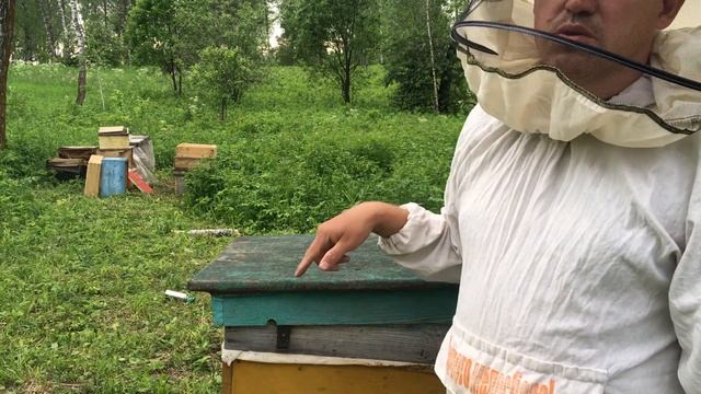 Пасека в лесу с квадрокоптера. Привез пчел на дачу. Атакуют муравьи, косим траву. смотреть онлайн