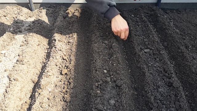 28. Посев семян. Зелень, салаты и редиска. 14 апреля смотреть онлайн