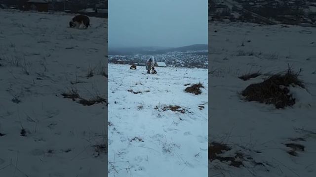 Щенки сенбернара осваивают холмы (2 месяца) St. Bernard puppies in the mountains смотреть онлайн