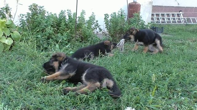 Самые МИЛЫЕ и ВЕСЁЛЫЕ Щенки Немецкой Овчарки 2 месяца. От Кейси и Райда. Одесса смотреть онлайн