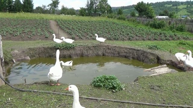 Гошкина семья идет по большой дороге... смотреть онлайн