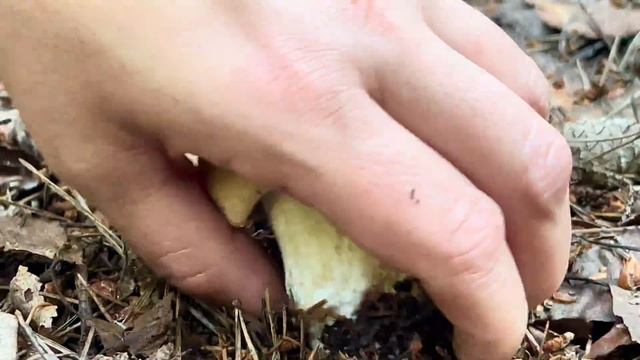 Грибники ЗАБЫЛИ ОБО ВСЁМ, увидев ТАКОЕ! БЕЛЫЕ ГРИБЫ и ПОДОСИНОВИКИ В НЕТРОНУТОМ ЛЕСУ! Грибы 2023 смотреть онлайн