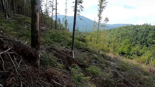 Спроба знайти Білі Гриби, чорна ягода, природа Карпат смотреть онлайн