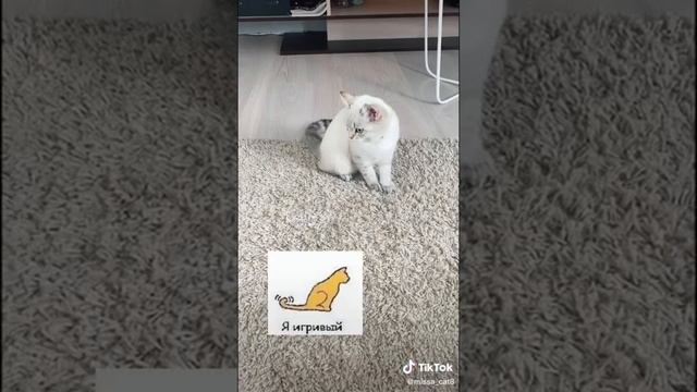 О чем говорит кошачий хвост