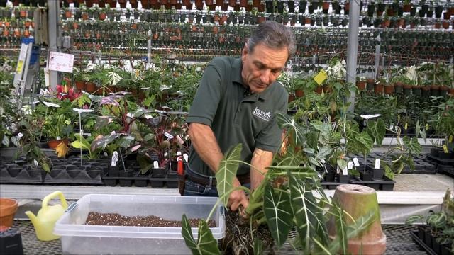 How to divide your Alocasia ‘Frydek’ and other aroids to make new ones! смотреть онлайн