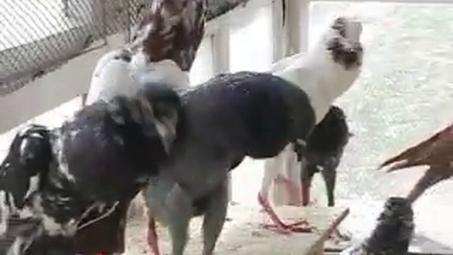 голуби дутыши, чилики смотреть онлайн